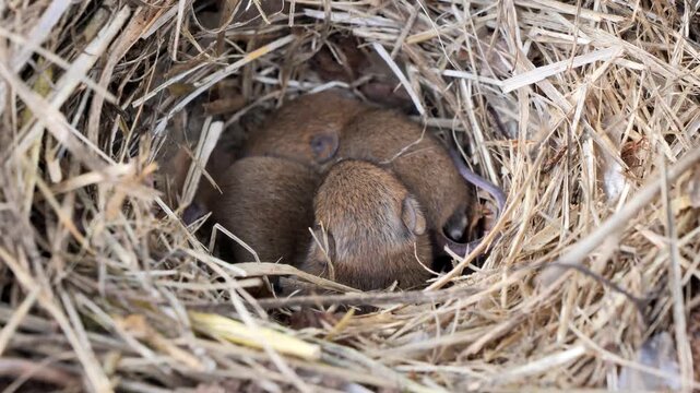 Baby mice sleeping in nest in funny position (Mus musculus)