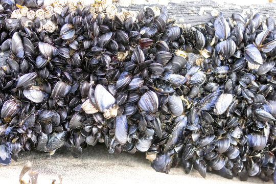 Various seashells on the coastline of Kodiak Island in Alaska.