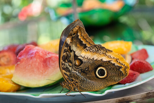 Close-up of Common Morpho Butterfly (Morpho peleides) feeding at fruit bowl at Butterfly Atrium