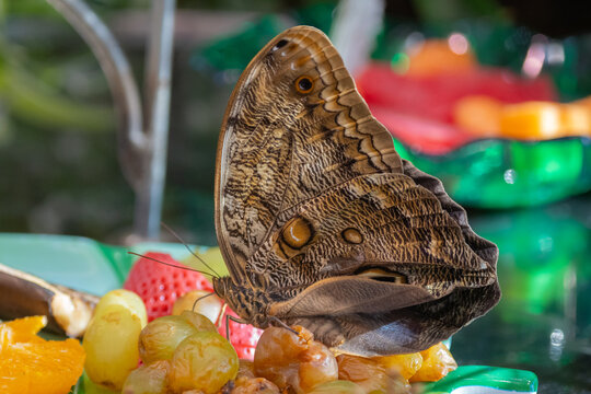Common Morpho Butterfly Feeding on Fruit in Butterfly Garden