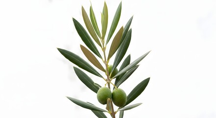 Fototapeta premium olive branch featuring lush green leaves and two young, unripe olives against a pure white background.