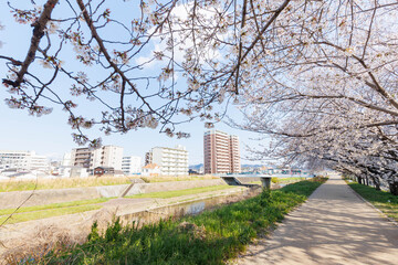 Obraz premium 枚方市駅近くの天野川堤防沿いの桜（大阪府）