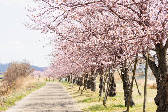 枚方市の天野川緑地沿いの桜（大阪府）