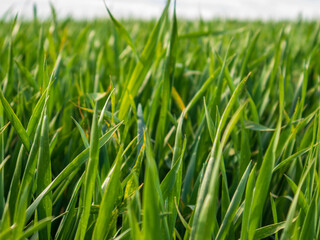 Obraz premium Grass stands tall and vibrant in a sunny field
