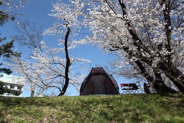 桜とテント　