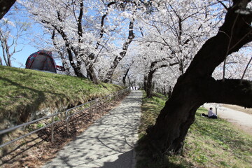 桜の咲く小径　