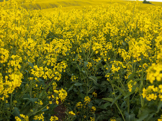 Yellow flowers grow in fields under bright sunlight