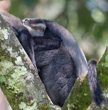 The blue monkey or diademed monkey (Cercopithecus mitis) on the tree branch in forest canape of Mount Elgon National Park, Kenya