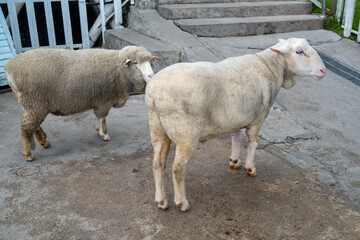 Naklejka premium Two White Sheep Standing on Concrete Steps in a Farm Pen