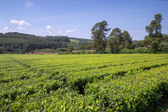 Tea plantation in Kericho, Kenya, with blue sky background