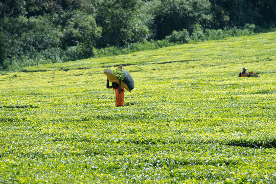 Worker havesting fresh leaves on tea plantation in Kericho, Kenya