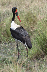 Fototapeta premium Saddle-billed Stork (Ephippiorhynchus senegalensis) in Maasai Mara national park National Park, Kenya 