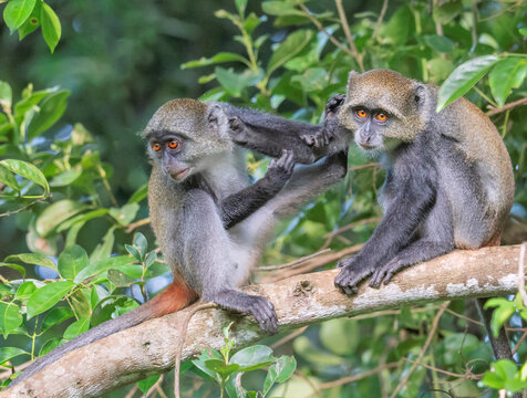 Young Sykes' Monkeys playing fight (Cercopithecus albogularis) in Shimoni, Kenya
