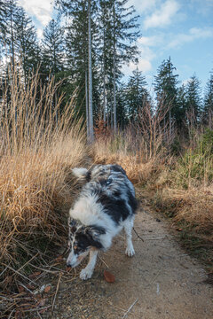 Mit dem Hund im Wald