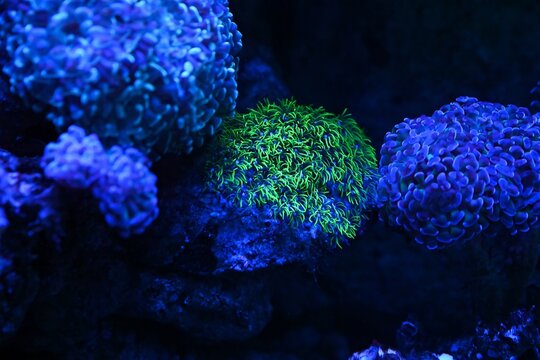 Green soft coral Clavularia or Sinularia glowing under blue light in reef aquarium with fluorescent polyps on live rock underwater
