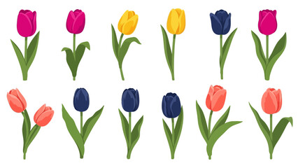 Collection of Vibrant Tulips in Various Colors on White Background