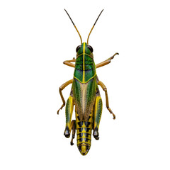 Extreme macro portrait of a vibrant grasshopper with emerald and lemon coloring, motionless on dew-flecked grass, showcasing textured exoskeleton and dark compound eyes. Concept of clinical precision