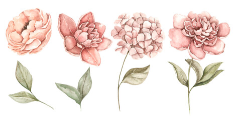 pink peony and hydrangea flowers, buds and green leaves watercolor clip art. Hand painted botanical illustration for floral compositions, stationery, packaging, invitations and elegant design. © Evgeniia