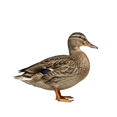Obraz premium A female mallard duck standing calmly in profile, showcasing detailed mottled brown plumage on a seamless transparent studio background with high-key lighting, concept of natural specimen isolation