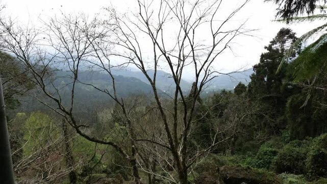 Bare branches overlooking cedar forest and misty mountains in Xitou Nature Education Area, Nantou County, Taiwan, showing a calm spring mountain landscape.