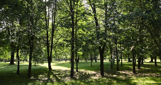 green fresh grass in the park in the spring season with trees with green foliage, sunny warm spring weather in the park with different types of trees, shade from bright sunlight