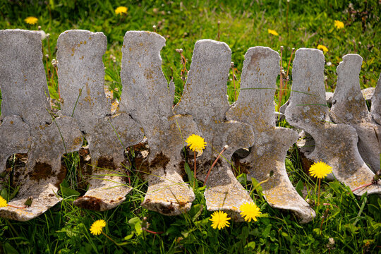 Old whale bones near Ushuaia in Argentina.
