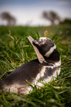 Various penguins on Hammer Island or Isla Martillo in the Beagle Sound near Ushuaia in Argentina.