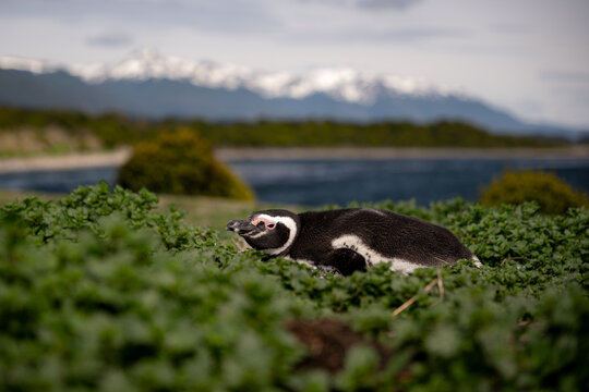 Various penguins on Hammer Island or Isla Martillo in the Beagle Sound near Ushuaia in Argentina.