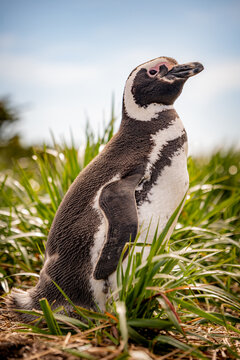 Various penguins on Hammer Island or Isla Martillo in the Beagle Sound near Ushuaia in Argentina.