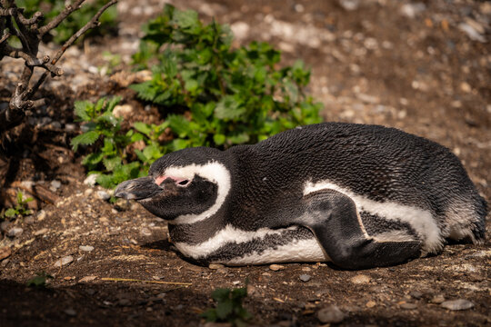 Various penguins on Hammer Island or Isla Martillo in the Beagle Sound near Ushuaia in Argentina.