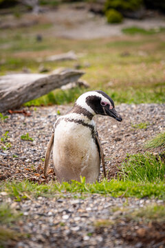 Various penguins on Hammer Island or Isla Martillo in the Beagle Sound near Ushuaia in Argentina.