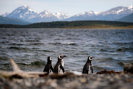 Various penguins on Hammer Island or Isla Martillo in the Beagle Sound near Ushuaia in Argentina.