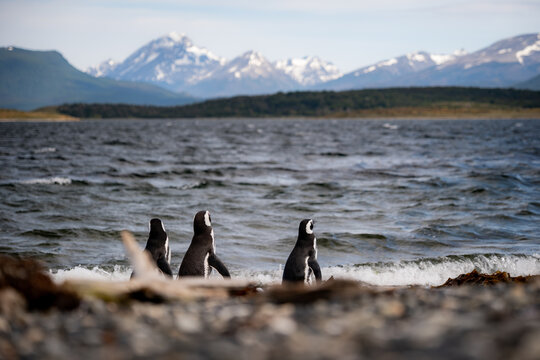 Various penguins on Hammer Island or Isla Martillo in the Beagle Sound near Ushuaia in Argentina.