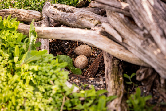 Penguin eggs on Hammer Island or Isla Martillo in the Beagle Sound near Ushuaia in Argentina.