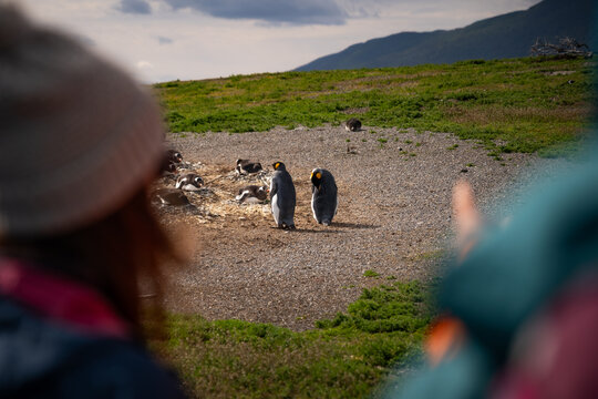 Various penguins on Hammer Island or Isla Martillo in the Beagle Sound near Ushuaia in Argentina.