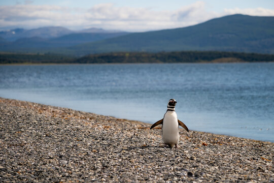 Various penguins on Hammer Island or Isla Martillo in the Beagle Sound near Ushuaia in Argentina.