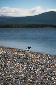 Various penguins on Hammer Island or Isla Martillo in the Beagle Sound near Ushuaia in Argentina.