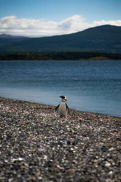 Various penguins on Hammer Island or Isla Martillo in the Beagle Sound near Ushuaia in Argentina.