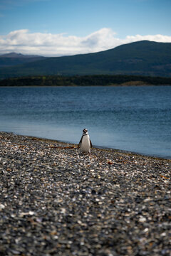 Various penguins on Hammer Island or Isla Martillo in the Beagle Sound near Ushuaia in Argentina.