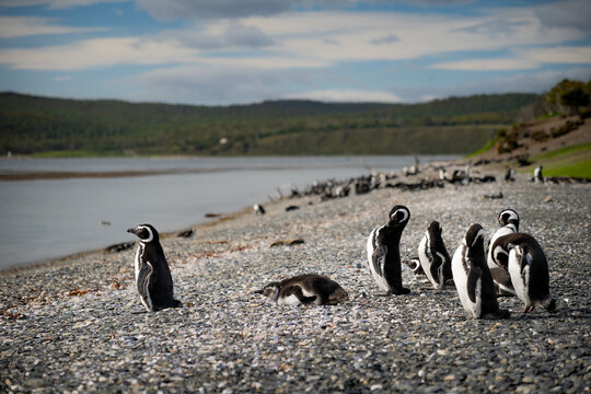 Various penguins on Hammer Island or Isla Martillo in the Beagle Sound near Ushuaia in Argentina.