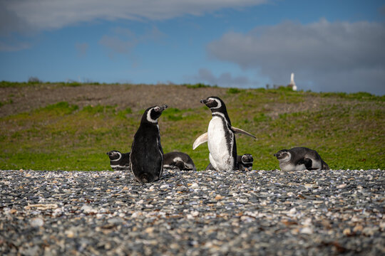 Various penguins on Hammer Island or Isla Martillo in the Beagle Sound near Ushuaia in Argentina.