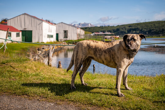 A dog near Ushuaia in Argentina.
