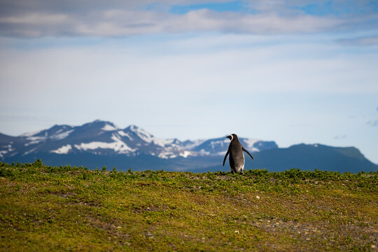Various penguins on Hammer Island or Isla Martillo in the Beagle Sound near Ushuaia in Argentina.