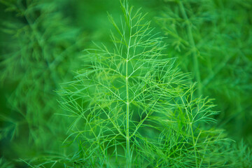 Green fresh dill leaves on a green background. Shallow depth of field