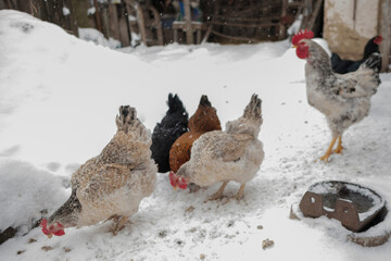 Free range chickens pecking for food in snow