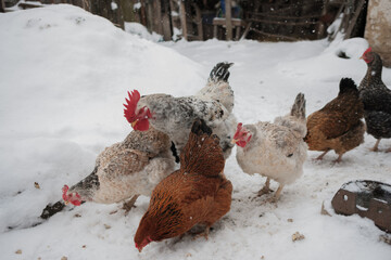 Chickens foraging in fresh falling snow