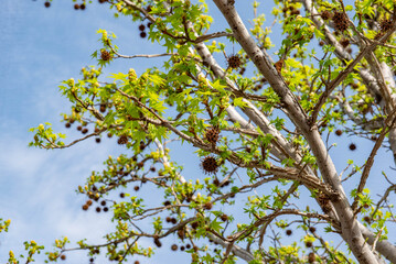 Fototapeta premium Beautiful tree in summer with blue sky background. High quality photo