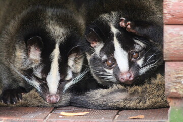 Masked palm civet mother and juvenile resting together in shelter