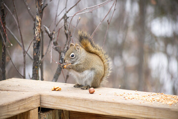 Obraz premium Red Squirrel Sitting on a Wooden Post in Winter Forest