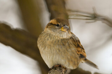 sparrow on a branch